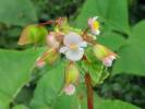Begonia fischeri