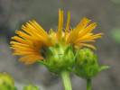Erato polymnioides