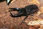 Chalcosoma chiron