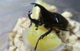 Xylotrupes socrates tonkinensis