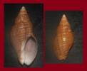 Burnupena papyracea