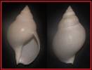 Buccinum humphreysianum