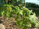 Tacca leontopetaloides - taka protisečná