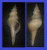 Afer pseudofusinus