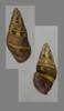 Amphidromus contrarius baaguiae