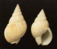 Nassarius jactabundus