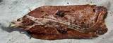 Acleris cristana