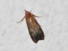 Aphomia zelleri