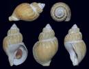 Buccinum cristatum