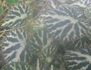 Begonia imperialis