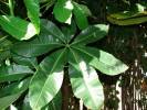 Pachira aquatica - pachira vodní
