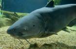 Ictalurus furcatus - Blue Catfish