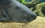 Ictalurus furcatus - Blue Catfish