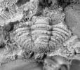 Conoparia inculpatum