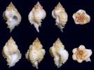 Favartia emersoni