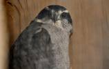 Accipiter atricapillus