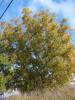 Carya illinoinensis - ořechovec pekanový