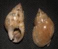 Nassarius glans - vršatka linkovaná