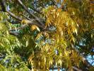 Carya illinoinensis - ořechovec pekanový