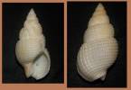 Nassarius wolffi
