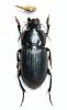 Harpalus froelichii