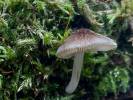 Pluteus thomsonii