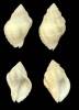 Coralliophila adansoni