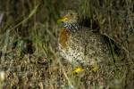 Pedionomus torquatus - Plains-wanderer