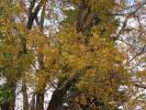 Carya illinoinensis - ořechovec pekanový