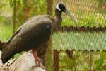 Pseudibis davisoni - ibis běloramenný