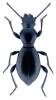 Mesostena angustata
