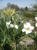 Narcissus poëticus 'Actaea'