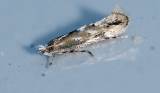 Elachista albidella