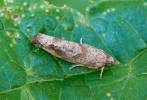 Epinotia brunnichana