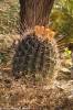 Ferocactus emoryi - Emory Barrel Cactus