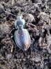Carabus abbreviatus