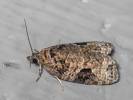 Apotomis semifasciana