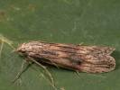 Aphomia foedella