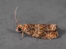 Celypha aurofasciana