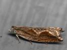 Ancylis diminutana