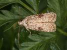 Agonopterix alstromeriana - Poison Hemlock Moth