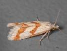 Aethes bilbaensis