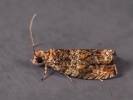 Celypha aurofasciana