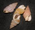 Tritia incrassata