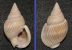Nassarius siquijorensis