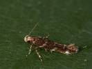 Eteobalea anonymella