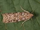 Dioryctria schuetzeella