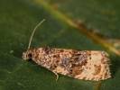 Hedya ochroleucana