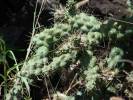 Cylindropuntia cholla