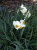 Narcissus poëticus 'Albus Plenus Odoratus'